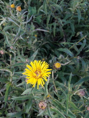 Pentanema salicinum
