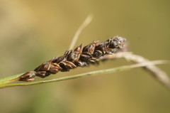 Carex flacca serrulata