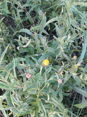 Pentanema salicinum
