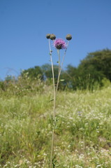 Centaurea scabiosa adpressa