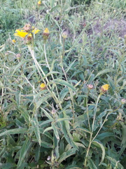 Pentanema salicinum