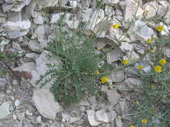 Crepis purpurea