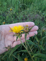 Pentanema salicinum