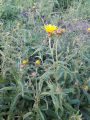 Pentanema salicinum