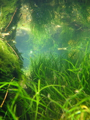 Eriocaulon tonkinense
