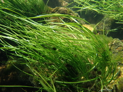 Eriocaulon tonkinense