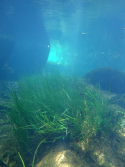 Eriocaulon tonkinense