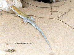 Acanthodactylus aureus