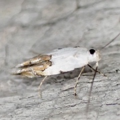 Mompha bottimeri