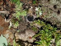 Cyclocosmia truncata