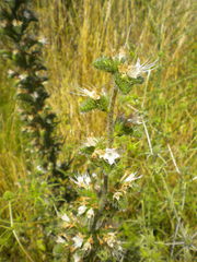 Magnoliopsida