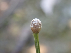 Eriocaulon tonkinense