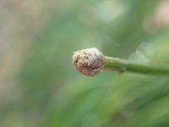 Eriocaulon tonkinense