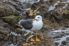 Larus fuscus