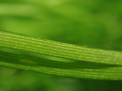 Eriocaulon tonkinense