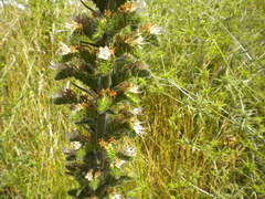 Magnoliopsida
