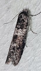 Lepidoscia heliochares