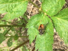 Eristalis bogotensis