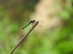 Hylaeothemis apicalis