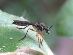 Dioctria rufipes