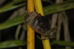 Scandarma gracilipes