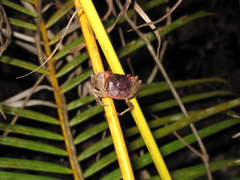 Scandarma gracilipes