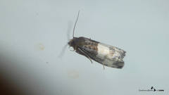 Notocelia cynosbatella