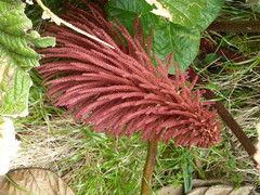 Gunnera insignis