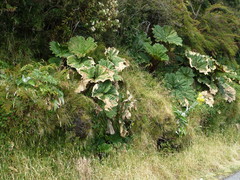 Gunnera insignis