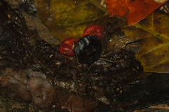 Scandarma gracilipes