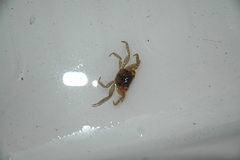 Scandarma gracilipes