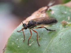 Dioctria rufipes