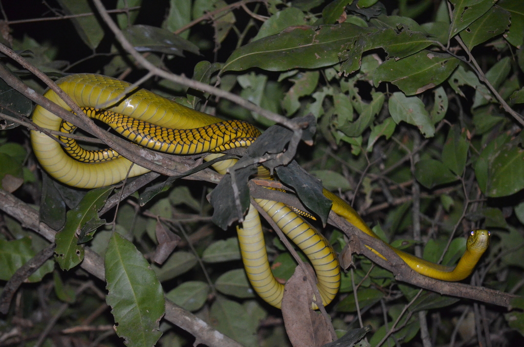 Jameson's Mamba (Dendroaspis jamesoni) - Snakes and Lizards