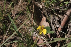 Diuris chryseopsis