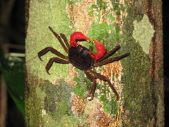 Scandarma gracilipes