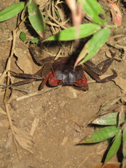 Scandarma gracilipes