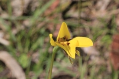 Diuris chryseopsis