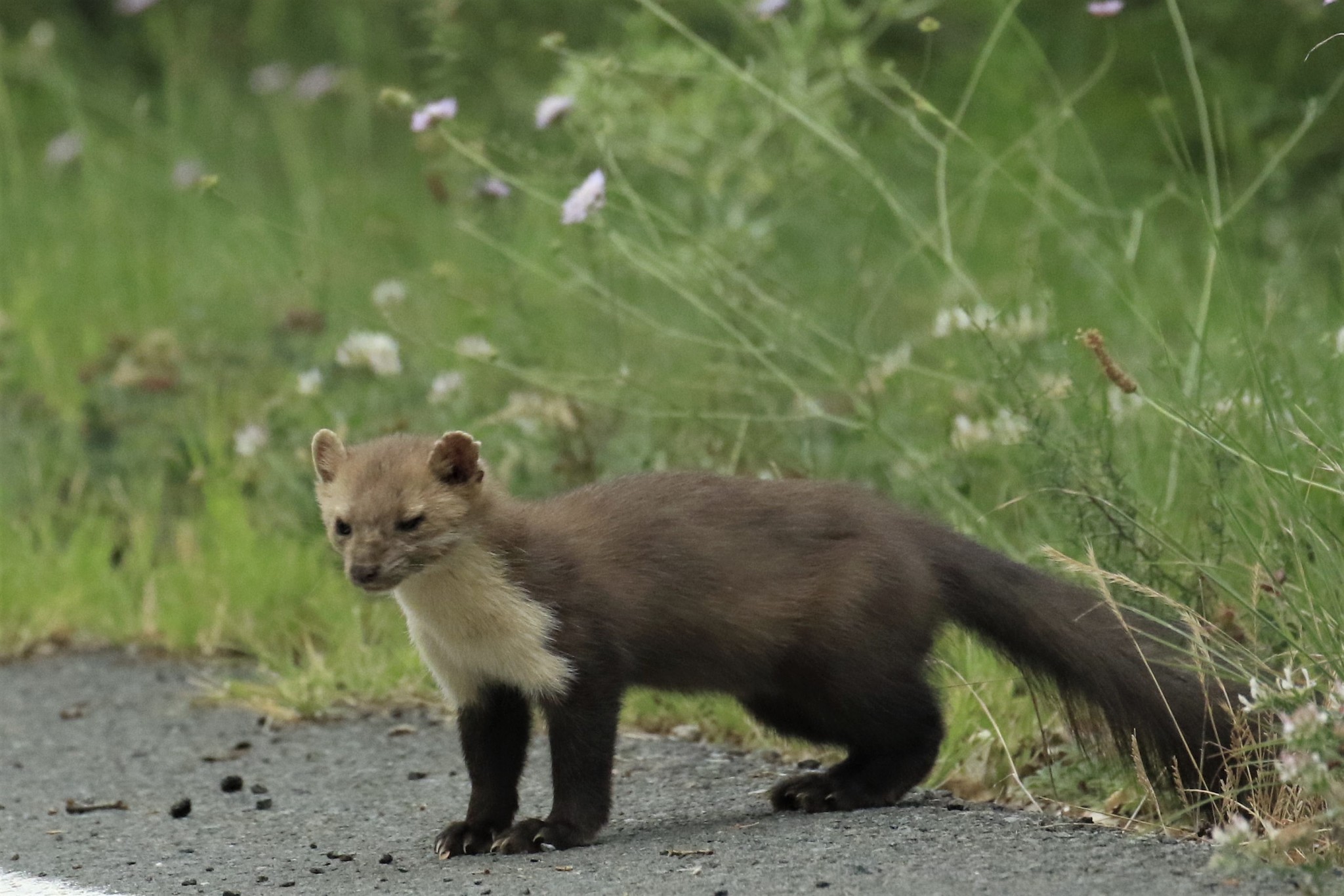 Stone Marten (Martes foina) · iNaturalist