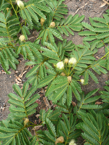 Albizia ferruginea (Albizia ferruginea)