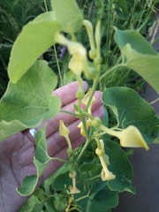 Aristolochia clematitis