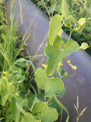 Aristolochia clematitis