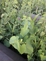 Aristolochia clematitis