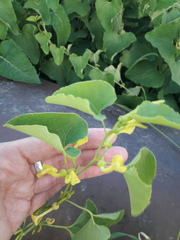 Aristolochia clematitis