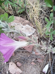Ipomoea lenis
