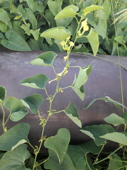Aristolochia clematitis
