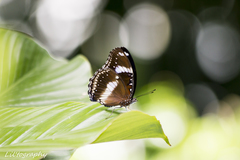 Hypolimnas bolina bolina