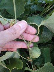 Aristolochia clematitis