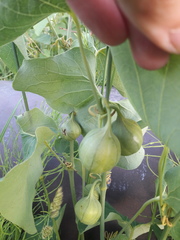 Aristolochia clematitis