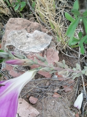 Ipomoea lenis
