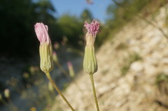 Crepis purpurea